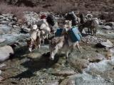 Our mules crossing the river